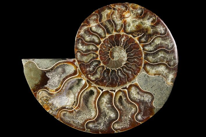 Agatized Ammonite Fossil (Half) - Crystal Pockets #114928